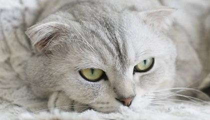 kaiyun开云·官方网站-星际争霸2“银河争锋”线下预选赛火热开启，银河星际争霸指南